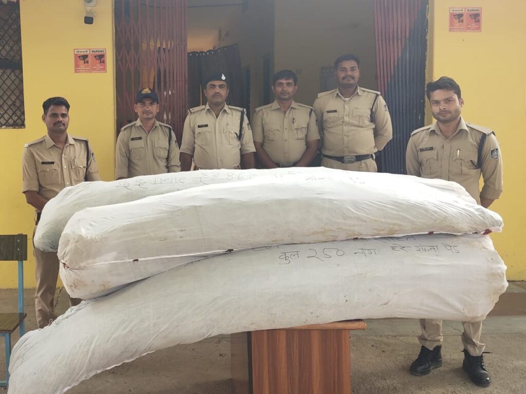 गांजे की अवैध खेती पर पन्ना पुलिस की बड़ी कार्यवाही