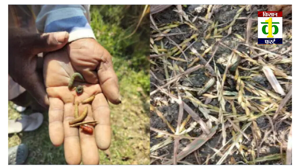 आष्टा में इल्ली के प्रकोप से किसान परेशान