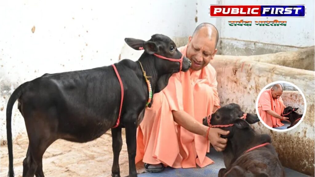 दक्षिण से आए गोवंश को सीएम योगी ने दिया भवानी और भोलू नाम।