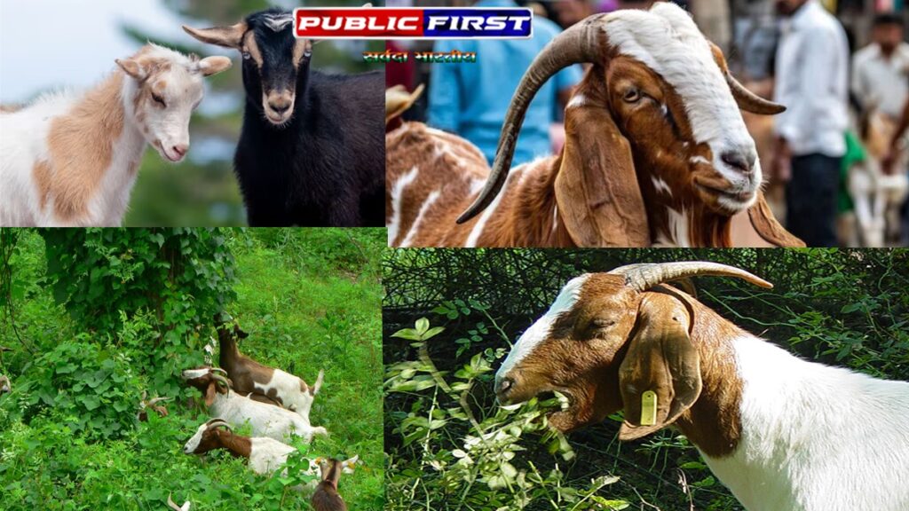 #BAKRAEID | बकरा (Male Goat) के बारे में ये जानकार चौंक जायेंगे ।