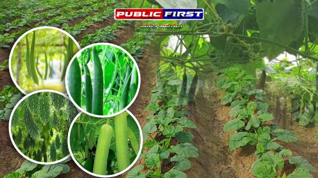 #KISAN FIRST । मानसून में करें यह खेती, पैदावार भी जबरदस्त, दाम भी शानदार!