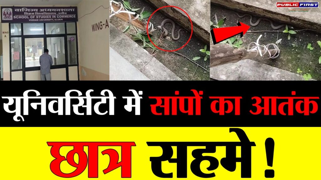 #MP FIRST | विक्रम विश्वविद्यालय में कोबरा के बच्चे निकले, पढ़ाई ठप, दहशत जारी!