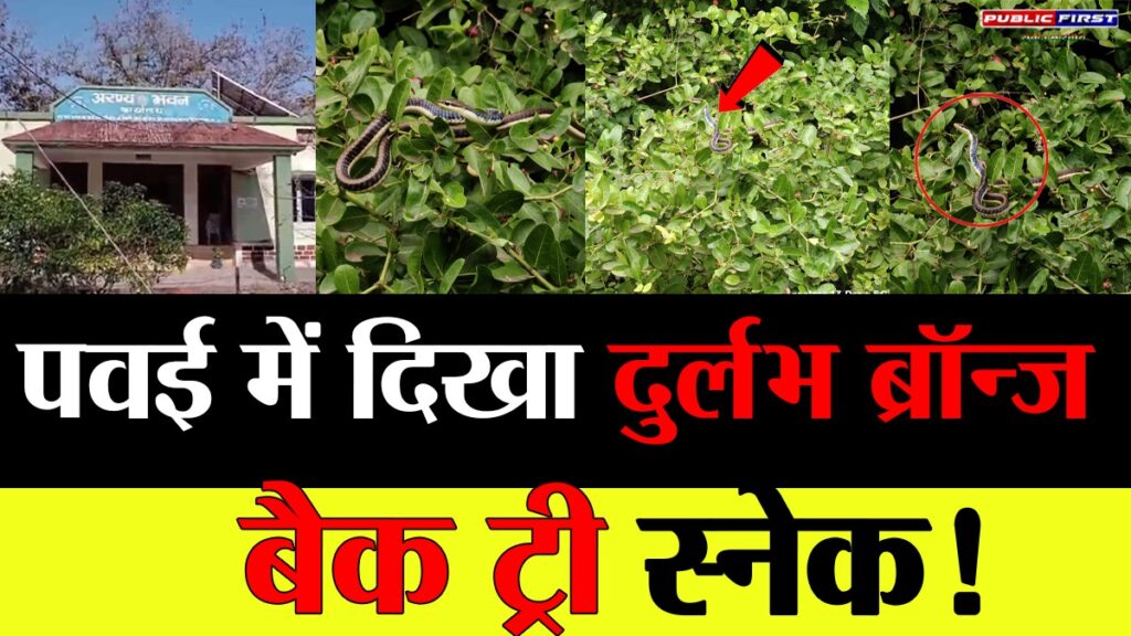 #MP FIRST | पवई वन परिक्षेत्र में दिखे दुर्लभ ब्रॉन्ज़ बैक ट्री स्नेक, वन विभाग ने किया सफल रेस्क्यू