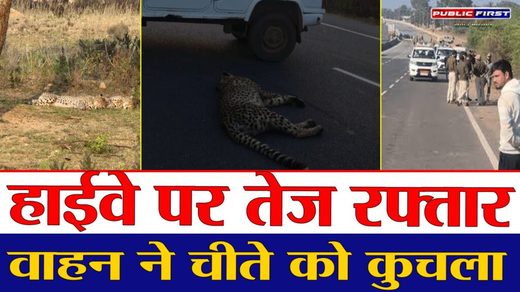 #MP FIRST | घाटीगांव हाईवे पर दर्दनाक हादसा: कूनो के दो चीतों में एक की मौत |